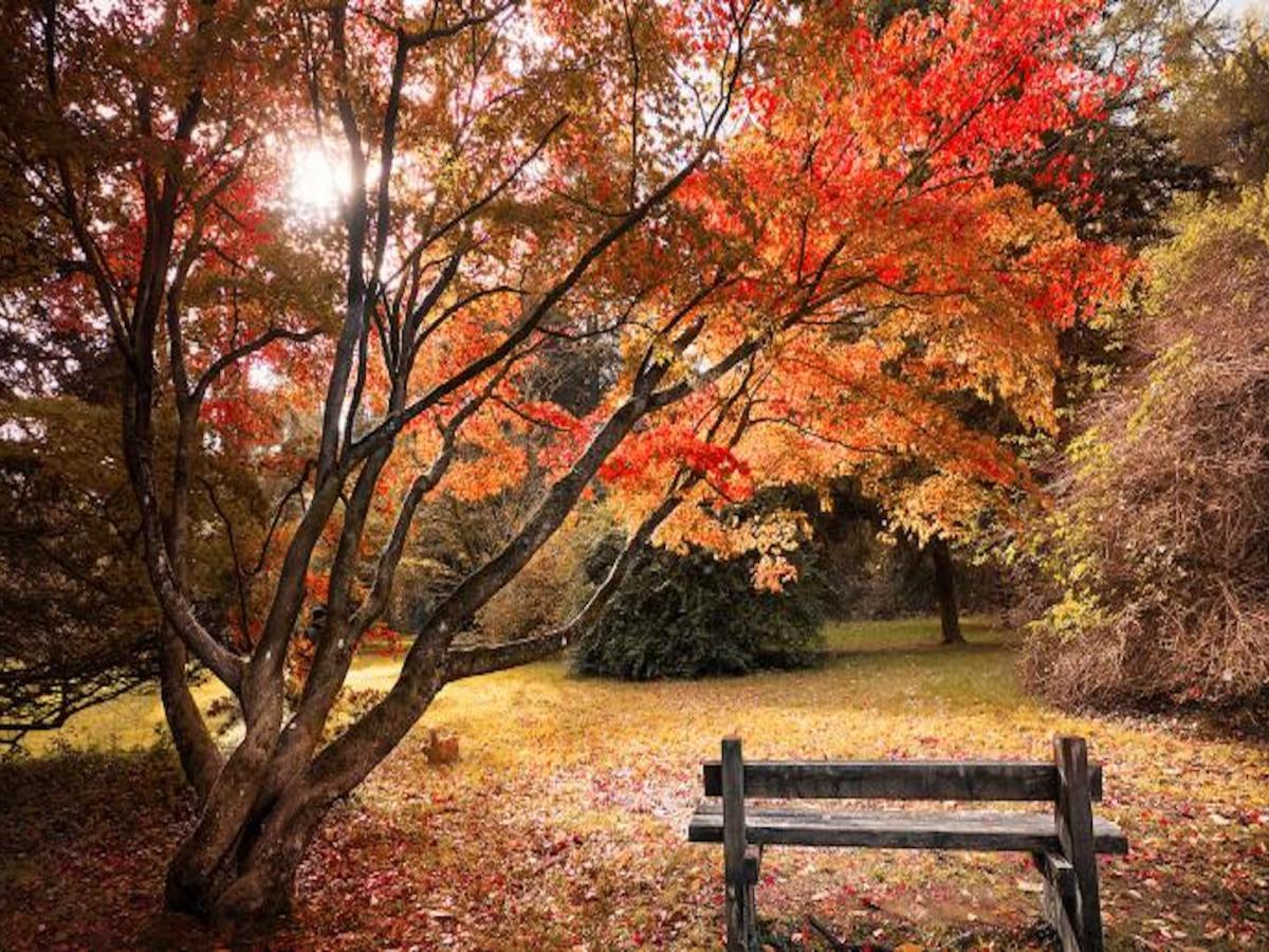 Westonbirt arboretum